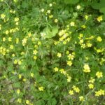 ウマノアシガタの群生