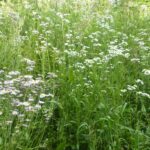 ハルジオンの群生