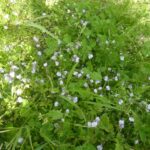 ムラサキサキゴケの群生