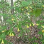 コツクバネウツギ