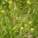 セイヨウヒキヨモギの群生