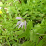 ミゾカクシの花弁