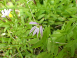 ミゾカクシの花弁
