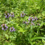 ウツボグサの群生