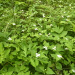 ドクダミの群生