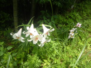ササユリの花