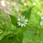 花柱5個のウシハコベ