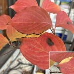 ヤマボウシの葉