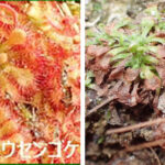 食虫植物コモウセンゴケ