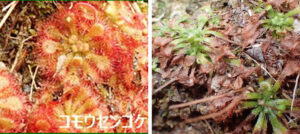 食虫植物コモウセンゴケ