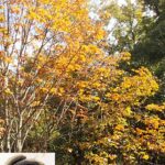 トチノキ／左下：トチの実