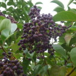 トウネズミモチ