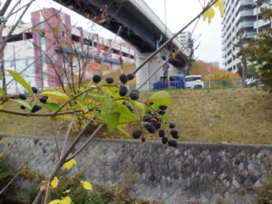 イボタノキ