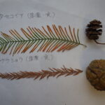 メタセコイア・ラクウショウ