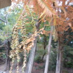 メタセコイア・雄花蕾