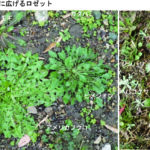 地表で葉を一杯に広げるロゼット