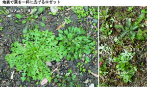 地表で葉を一杯に広げるロゼット