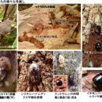 虫たちの様々な冬越し