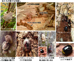 虫たちの様々な冬越し