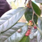 イスノキ（ヒョンノキ）蕾