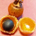 ムクロジ実と種