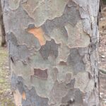 アキニレの樹皮