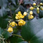 ヒイラギナンテン