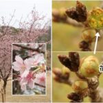 左はカワヅザクラ、右はソメイヨシノ