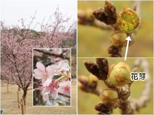 左はカワヅザクラ、右はソメイヨシノ