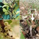 ヒサカキ、シュンラン