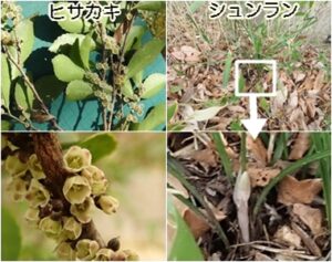 ヒサカキ、シュンラン