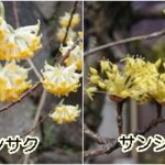 レンギョウ、マンサク、サンシュユ、トサミズキ