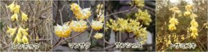 レンギョウ、マンサク、サンシュユ、トサミズキ