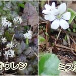 ヒメウズ、セリバオウレン、ミスミソウ、ミヤマカタバミ