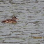 オカヨシガモ♀