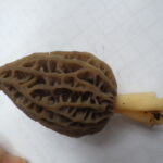 トガリアミガサタケ