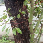 クスノキ・ひこばえ