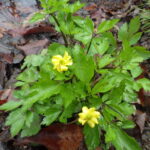 キツネノボタン