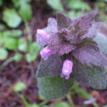 ヒメオドリコソウ