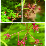 イロハモミジ