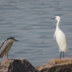 コサギとゴイサギ