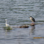 コサギとゴイサギ