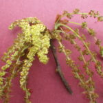 コナラ雌花序・雄花序