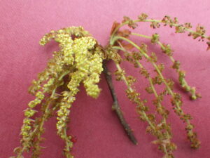 コナラ雌花序・雄花序