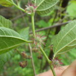 ヒメコウゾ・雌花