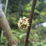 ヒメコウゾ・雄花