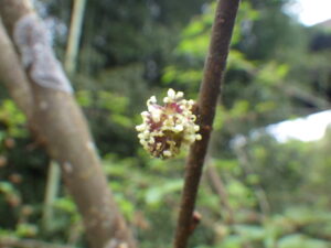 ヒメコウゾ・雄花