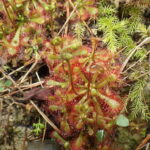 コモウセンゴケ