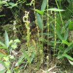 コモウセンゴケ