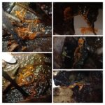 錦織公園で採取した変形体